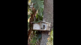 Adorable Baby Squirrels Peek Out of Their House