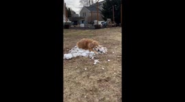 Golden Retriever Holds on to Last Bit of Snow