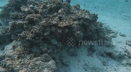 Octopus Camouflage On Coral