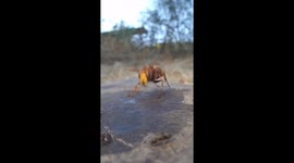 Hornet Wards Off Ants