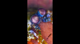 Peacock Mantis Shrimp Holds Eggs