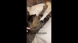 Cool Cat Strikes a Pose