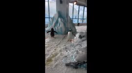 Penguin balances itself to walk on slippery ice floor