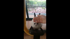 Rabbit plays on fitness equipment in southern China