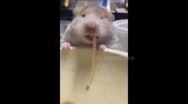 Chinese golden hamster enjoys noodles