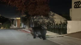 black bear walking in residencial area