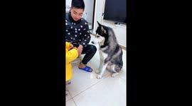 Husky attempts to steal food but is interrupted by owner in Hunan, China