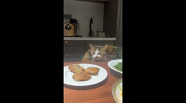 Cat's sneaky attempt to grab food interrupted in Shandong, China