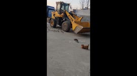 Cat's hunting attempt interrupted by playful puppy in Shandong, China