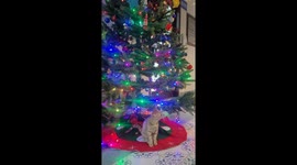 A short video of our stray cat infront of a Christmas tree