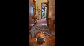 Unlucky moment oblivious dog burns fur on birthday cake candle by standing next to it