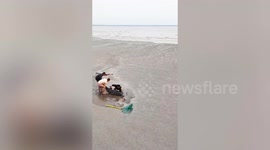 Rescuers save dolphin stranded on riverbank