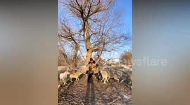 Man who used to be scared of dogs now keeps 20 wolves he raised himself as pets