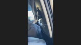 Bird perches on car's side mirror in Dublin