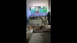 Dogs react hilariously to TV tiger in Gdańsk video
