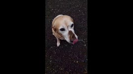 Pet dog and mouse share playful moment in Norfolk, England