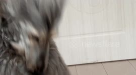 Long-haired komondor dog headbanging in Liaoning, China