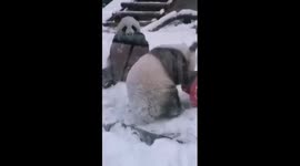 Russia-born panda Katyusha enjoys snow at Moscow Zoo