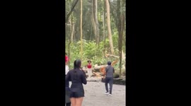 Seconds, French and South Korean citizens were killed by large trees in Bali, Indonesia while traveling