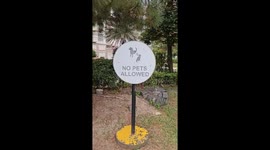 No pets allowed? Tabby cats defy warning sign to chill on grass