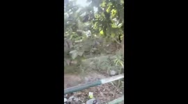 Three onlookers injured in leopard attack in Jaipur, India