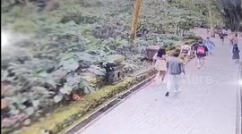 Falling tree crushes two tourists to death at famous monkey forest in Bail