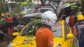 Uprooted tree crushes cars during storm in Indonesia