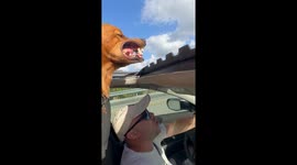 Adventure Dog Eats Wind In Forty-Fifth State