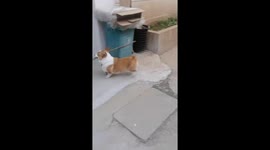 Pet corgi tries to carry long stick into home