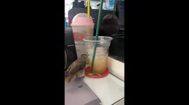 Sparrow joins worker at her desk for a sip of iced coffee