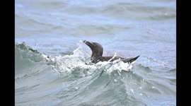 Two Razorbills Alca torda are shown fishing for sandeels in Lerwick Harbour, Shetland