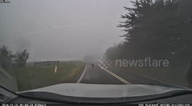 Kangaroo Keeps Me Company on My Foggy Morning Commute