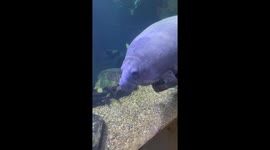 Manatee swims around carrying its 'emotional support log'