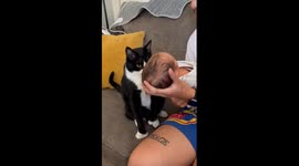 Gentle Cat Meets Newborn Baby