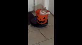 Orange Cat Rides Vacuum Bucket