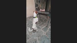 Jack Russell Terrier