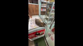 Serenading the Supermarket Cat