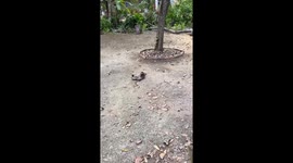 We Found a Sloth That Fell From a Tree