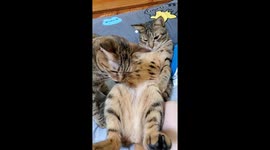 The cat was treated like a plate