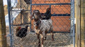 Chicken Sits On Goat Friend