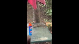 Squirrel enjoys meal in backyard in Rhode Island, USA