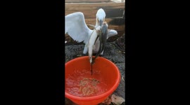 Gannet bird swallows a whole fish in Shandong, China
