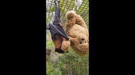 Cute bat sleeps with bear doll in zoo in Oakland