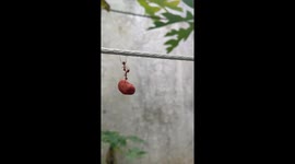 Mission Ant-possible! Insects hang upside down like Tom Cruise to carry food along rope