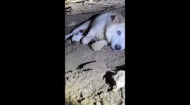 Good Samaritan saves stray mother dog and puppies trapped under concrete monument