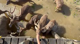 Experience the joy of feeding bananas to Christmas deer in this POV video