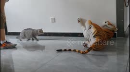 Cat to the rescue: Brave cat fights off toy tiger to protect owner in China