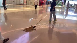 Lazy pet corgi has to be dragged across shiny shopping mall floor