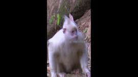 Rare white langur monkey spotted in China's Guangxi