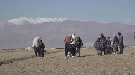 Asafetida offers profitable alternative to poppy cultivation in Afghanistan